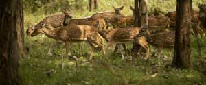 herd of deer in forest