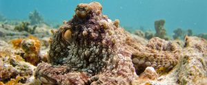 octopus camouflaged on ocean floor