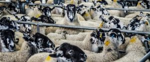 sheep crowded together at market