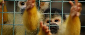 squirrel monkeys reaching through bars of cage
