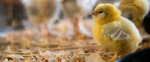 yellow chick standing on hay