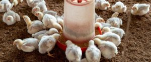 group of young chickens around feeder