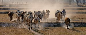 herd of cows on dusty path in An Giang, Vietnam