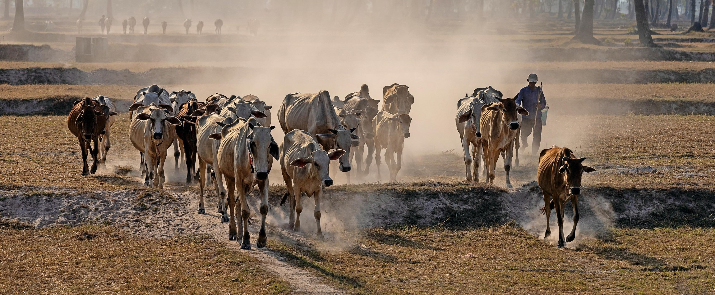 herd of cows on dusty path in An Giang, Vietnam