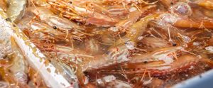 live wild-caught shrimps in crate
