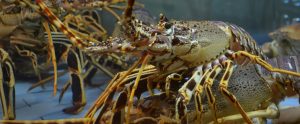 lobsters crowded together in tank
