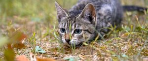 tabby cat crouched low in grass hunting