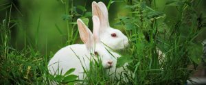 two white rabbits hiding in grass
