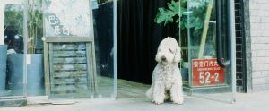 white dog sitting outside store in Beijing China