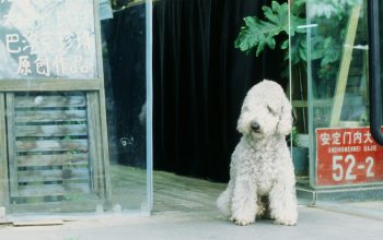 white dog sitting outside store in Beijing China
