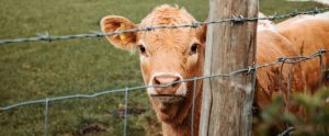 young brown cow staring through barbed wire fence