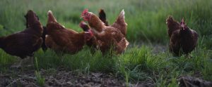 brown hens foraging outdoors in grass field