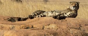 cheetah lounging on rock in sun staring at camera