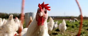 chicken in a field
