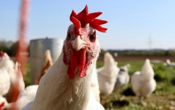 chicken in a field