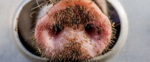 close-up of pig nose poking out of transport truck