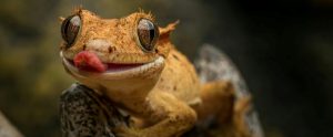 crested gecko with tongue out