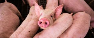 group of young pigs with one pig staring at camera
