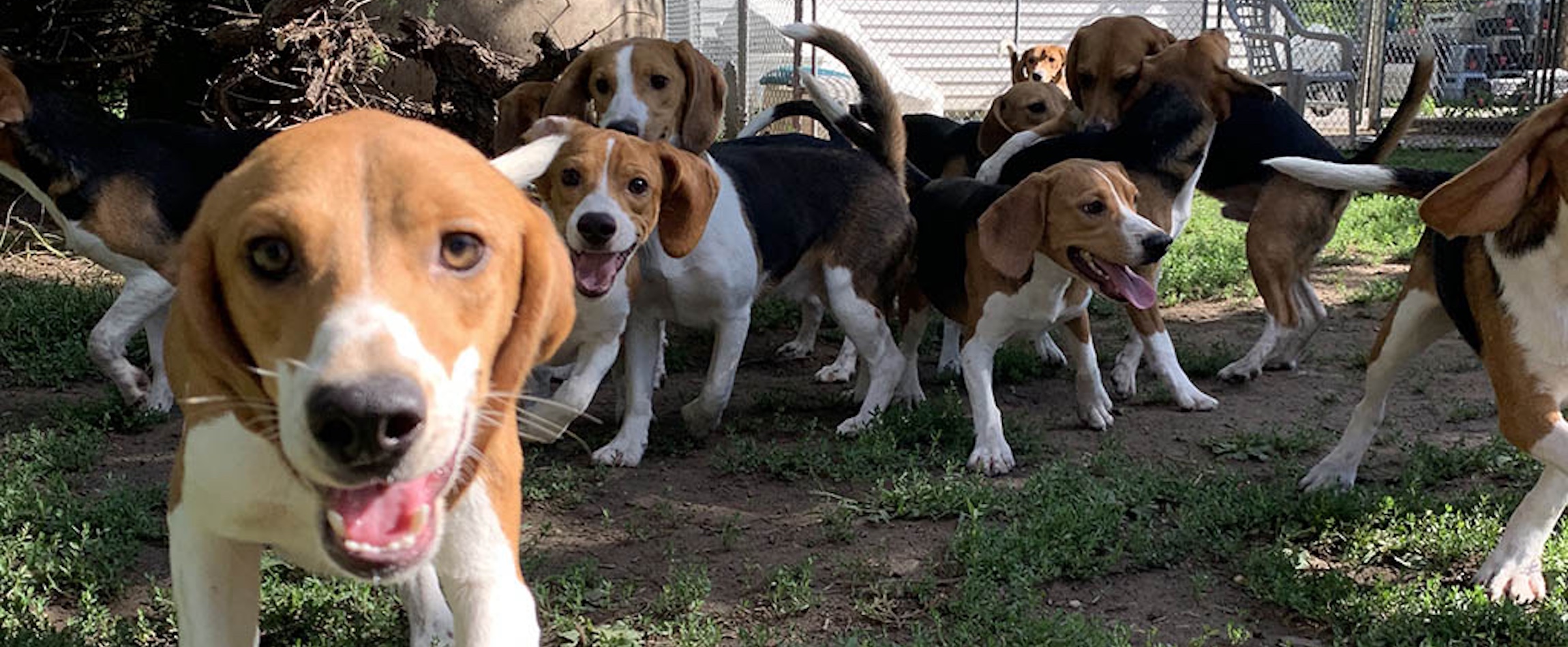 inotiv beagle rescue