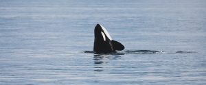 orca whale spyhopping