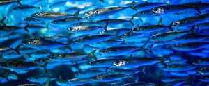school of small silver fishes