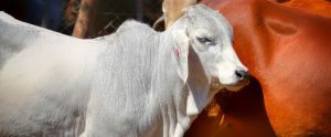 side view of white cow Zimbabwe
