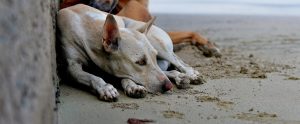 tan dog lying on sand Diu India