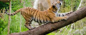 tiger in zoo scratching log and stretching