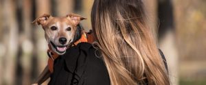 view of person from behind holding dog