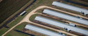 aerial view of massive barns factory farm North Carolina