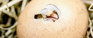 baby chick breaking out of egg