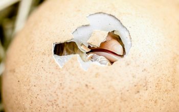 baby chick breaking out of egg