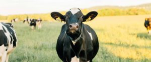 black and white cow in field staring at camera
