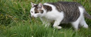 brown and white cat stalking in grass