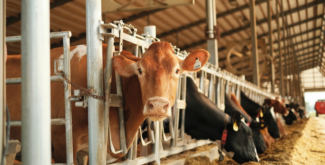 cow in a farm
