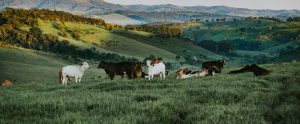 cows in field Belo Horizonte Brazil