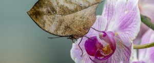 dead leaf butterfly with wings closed on flower