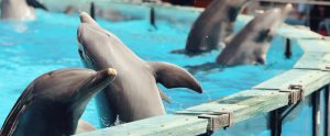 dolphins performing in pool Lisbon Portugal