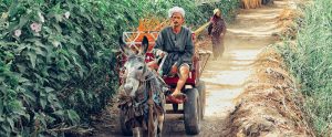 donkey pulling farmer in cart along dirt road Dahshur Egypt
