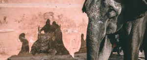 elephant riding silhouette