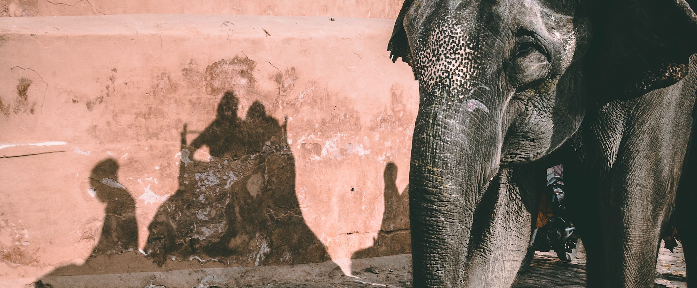 elephant riding silhouette