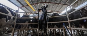 factory farm with cows