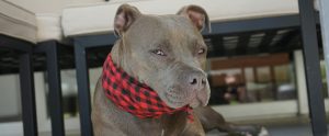 grey bully breed dog wearing bandana giving side-eye to camera