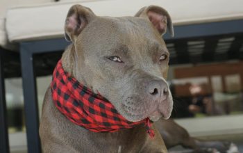 grey bully breed dog wearing bandana giving side-eye to camera