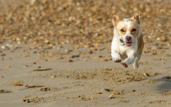 little brown and white dog running on sand