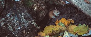 mouse in a tree section