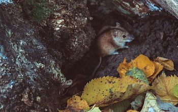 mouse in a tree section
