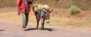 person walking beside donkey carrying load Amhara Ethiopia