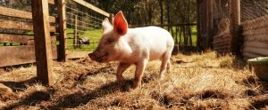 piglet standing in straw in outdoor pen
