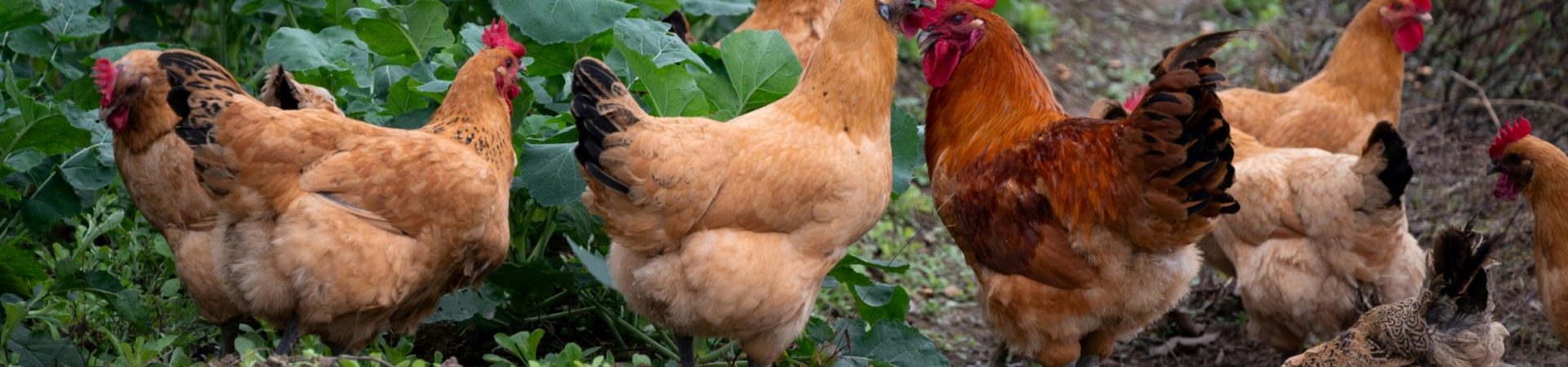 rooster and hens foraging outdoors Chongqing China